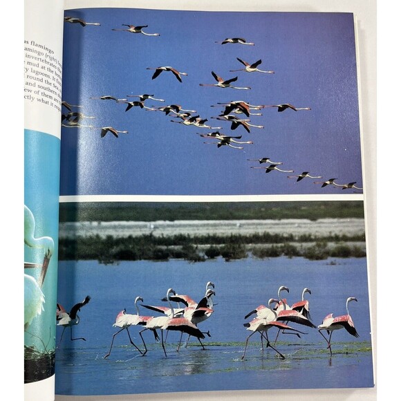 The First Eden: The Mediterranean World and Man by David Attenborough 1987 - Picture 7 of 12